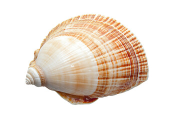 Obraz premium Detailed seashell isolated on black background with unique pattern, cut out