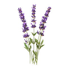 Obraz premium Lavender Flowers isolated on white or transparent background, png clipart, design element