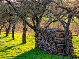 Brennholz lagert auf einer Streuobstwiese © focus finder