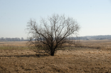 beautiful tree outdoor in winter