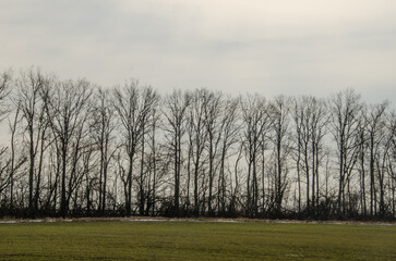 Obraz premium beautiful tree outdoor in winter