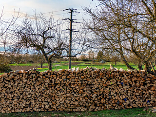 Brennholz lagert auf einer Streuobstwiese