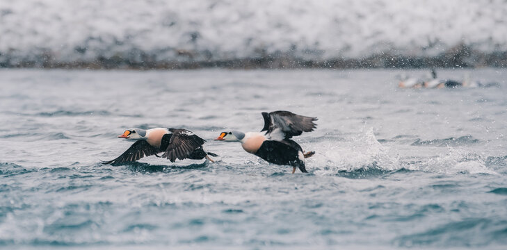 King eider in flight