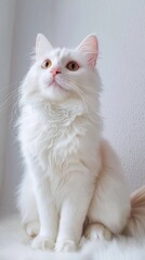 Fototapeta premium Turkish Angora cat is sitting on a white background. Looking forward. The cat's eyes are wide open, giving it a curious and alert appearance . Copy space . 