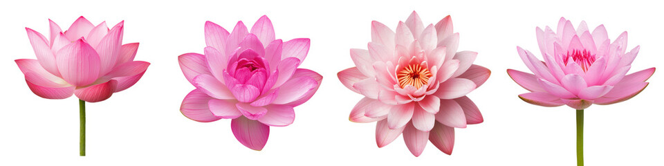 Fototapeta premium A collection of delicate pink lotus flowers floating peacefully in a tranquil body of water creating a serene and calming natural scene
