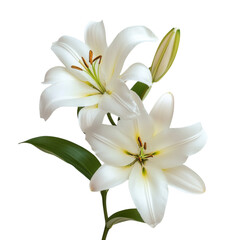 Elegant white lilies blooming with delicate petals and vibrant green leaves in serene indoor setting on transparent background