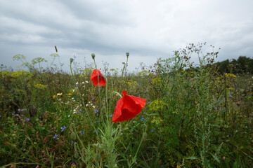 Bright red poppies stand out in a lush meadow under an overcast sky during springtime