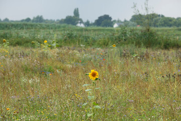 Sunflower stands tall amidst a vibrant wildflower field in rural landscape during overcast day