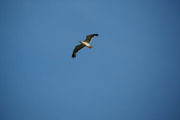 Eagle soaring high above a clear blue sky during a sunny day