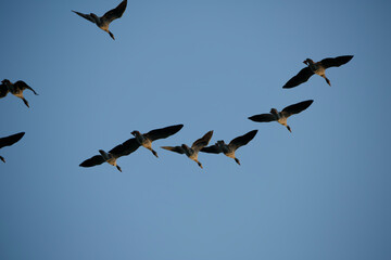 Ducks flying in a V formation against a clear blue sky during late afternoon
