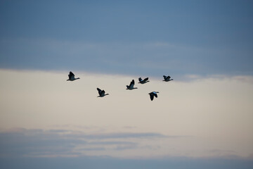 Flock of birds flying against a cloudy sky at dusk over a serene landscape