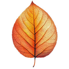 Obraz premium Translucent Autumn Leaf Vein Detail Nature Fall Colors, isolated on transparent background