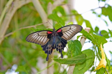Close-up of the Papilio lowi butterfly sitting on a green leaf with its wings outstretched. Her exquisite black and cream wings are decorated with bright red spots, creating a spectacular contrast. 