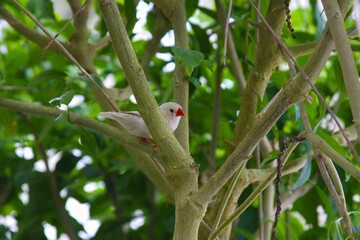 Zebra finch (Taeniopygia guttata), a small songbird from the family of finch weavers, sits on a thin branch surrounded by thick green leaves.