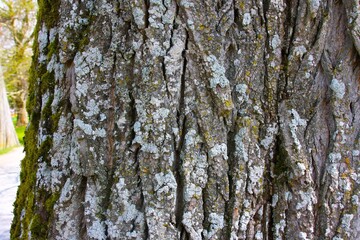 Obraz premium The texture of the bark of a sycamore tree on the island of Mainau. Close-up of a sycamore bark covered with moss and lichens on the island of Mainau.