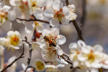Close-up photo of a bee collecting nectar from a plum blossom in bloom in March