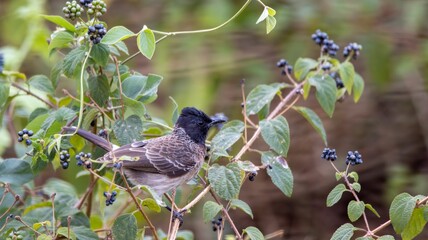 Red-vented Bulbul (Pycnonotus cafer) on a lantana plant with berries © Wirestock