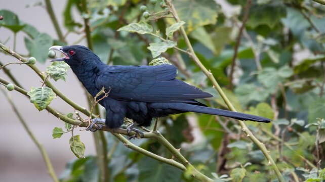 Asian koel (Eudynamys scolopaceus) on branch eating fruit