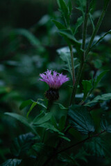 Photos of the first spring flowers after weeks of rain