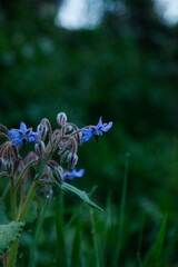 Photos of the first spring flowers after weeks of rain