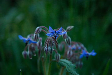 Photos of the first spring flowers after weeks of rain