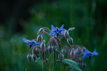 Photos of the first spring flowers after weeks of rain