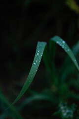 photos of some green leaves with water drops