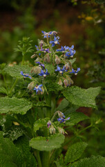 Photos of the first spring flowers after weeks of rain