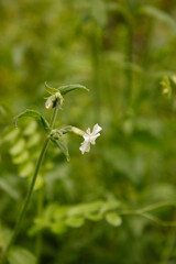 Photos of the first spring flowers after weeks of rain