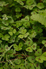 photos of some green leaves with water drops