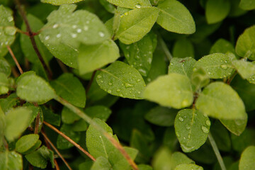 photos of some green leaves with water drops