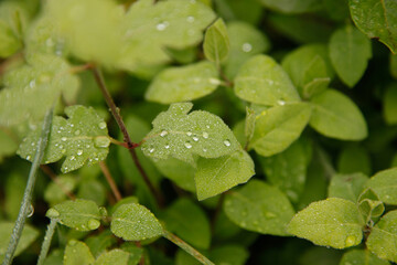 photos of some green leaves with water drops