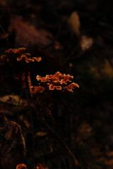 photos of some small forest mushrooms