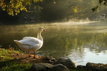 Serene scene with white goose standing by tranquil water, mornin