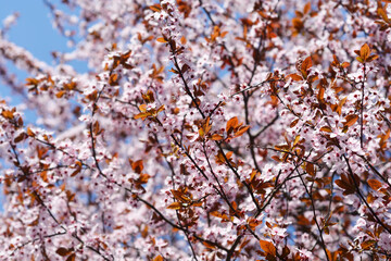 Fototapeta premium Black Cherry Plum branches with flowers
