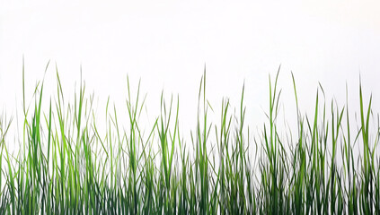 Obraz premium Vibrant Green Grass Blades on White Background Nature-Inspired Minimalist Art