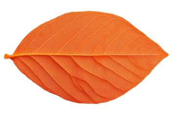 Vibrant orange leaf macro with detailed vein structure on black background, cut out