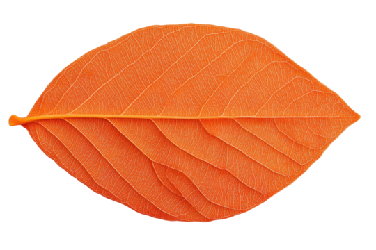 Vibrant orange leaf macro with detailed vein structure on black background, cut out