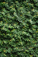 flower plant climb grass texture sky