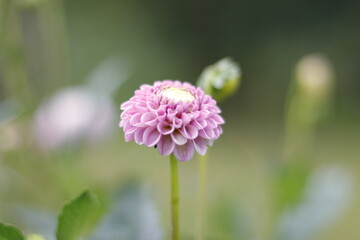 Fototapeta premium Dalia pomponowa