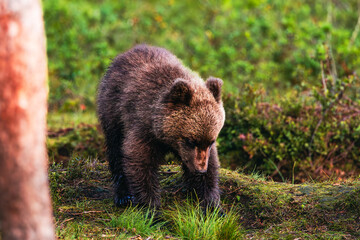 Obraz premium brown bear cub