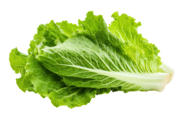 Fresh crisp romaine lettuce on black background, cut out