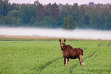 moose in the field