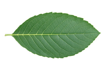 Obraz premium Green leaf with detailed veins on black background, cut out