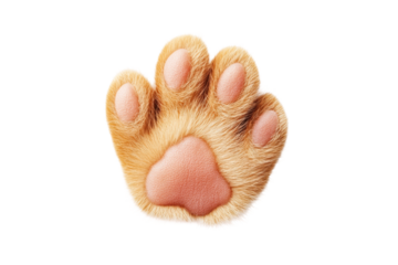 Realistic cartoon cat paw with soft fur and pink pads, cut out