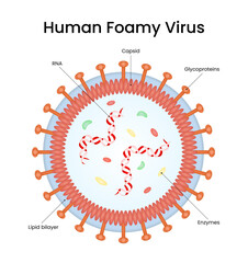 Human Foaming Virus Diagram Structure