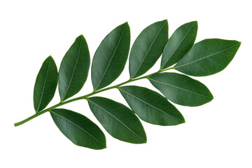 Vibrant green leaf with symmetrical pattern on black background, cut out