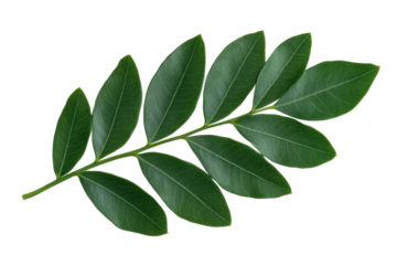 Vibrant green leaf with symmetrical pattern on black background, cut out