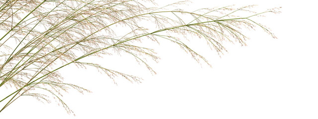 Long grass weed blossoms grow isolated transparent backgrounds 3d render png