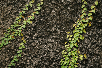 flower plant climb grass texture sky